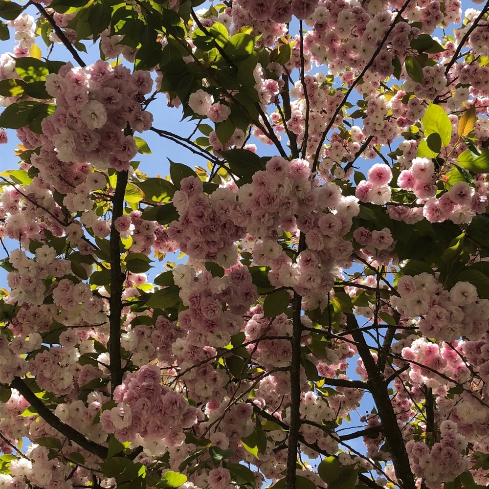 Meet your Posher, Sanja